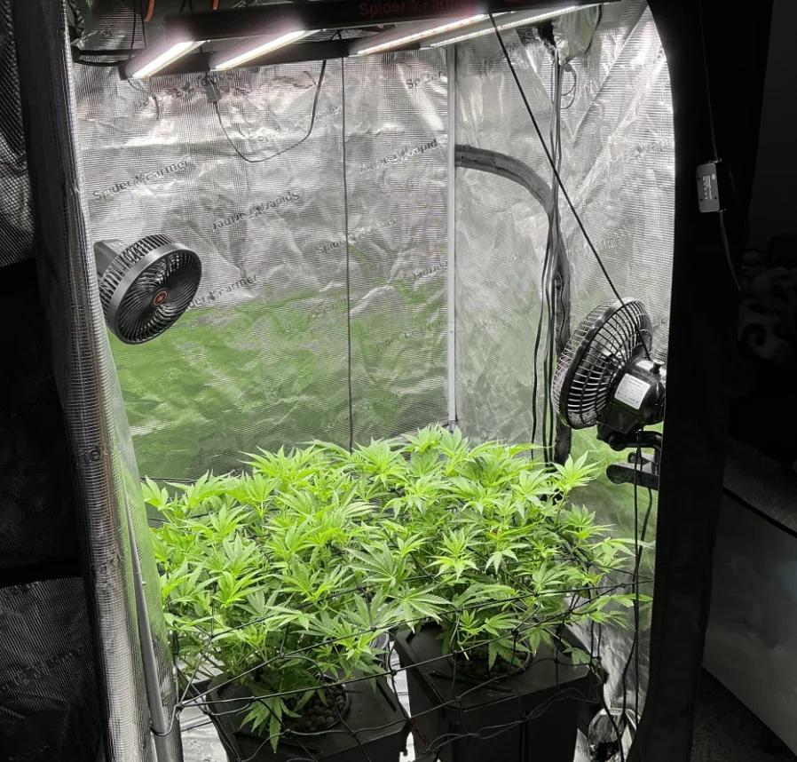 Grow tent containing two mature cannabis plants